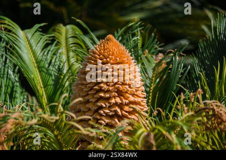 Primo piano di una palma tropicale fiorita con foglie verdi sullo sfondo. Cycas revoluta è una specie di pianta in fiore della famiglia Cycas. Foto Stock