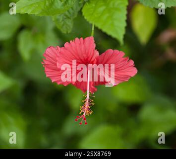 Fiore rosso Bunga raya, Hibiscus rosa-sinensis Foto Stock