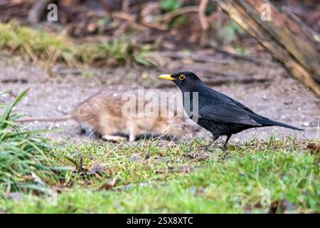 Uccello nero maschio (Turdus merula) con un ratto bruno (Rattus norvegicus) sul terreno sotto un alimentatore per uccelli da giardino, Inghilterra, Regno Unito Foto Stock