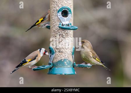 Fringuelli che mangiano semi di girasole su un alimento per uccelli, goldfinch (Carduelis carduelis) e greenfinch (Chloris chloris), Inghilterra, Regno Unito Foto Stock