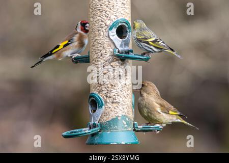 Diverse specie di fringuelli su un alimento per uccelli, Siskin (Spinus spinus), goldfinch (Carduelis carduelis) e greenfinch (chloris chloris), Regno Unito Foto Stock