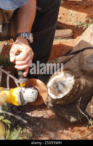 Rhino dehorning operazione in un'azienda agricola privata nella provincia di Limpopo in Sudafrica come misura antibracconaggio per proteggere questi animali in pericolo. Foto Stock