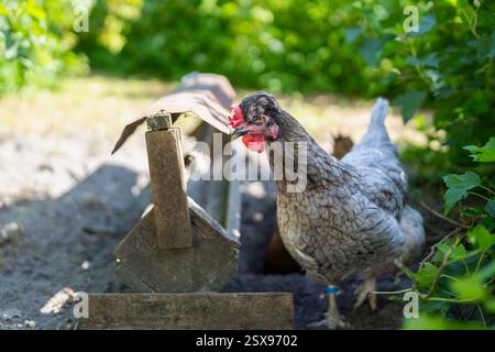 Ritratto divertente di un pollo Cream Legbar. Hen guarda a sinistra, sembra curioso. Dettagli nitidi di becco grande, occhi di colore arancione. Foto Stock
