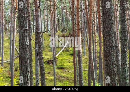 Pineta scozzese (Pinus sylvestris) con terreno muschiato e albero caduto su una collina, creando un paesaggio boschivo sereno e naturale Foto Stock