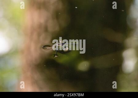 Primo piano di uno strider d'acqua (Gerris lacustris) che scivola sulla superficie di uno stagno, mostrando un delicato equilibrio e tensione dell'acqua in un habitat naturale Foto Stock