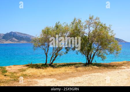 Alberi che crescono sulla riva dell'isola di Ano Koufonisi. Piccole Cicladi, Grecia Foto Stock