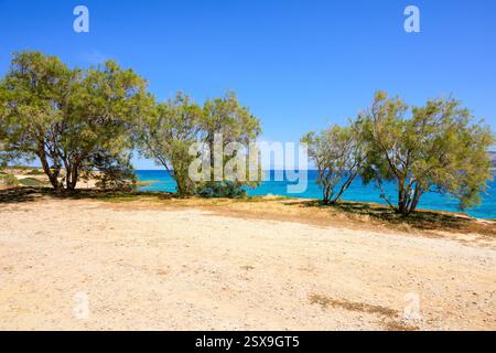 Alberi che crescono sulla riva dell'isola di Ano Koufonisi. Piccole Cicladi, Grecia Foto Stock