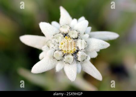 Edelweiss (Leontopodium alpinum) è uno dei fiori rari più noti. Questo piccolo fiore alpino dall'aspetto bianco si estende su innumerevoli leggende e ta Foto Stock