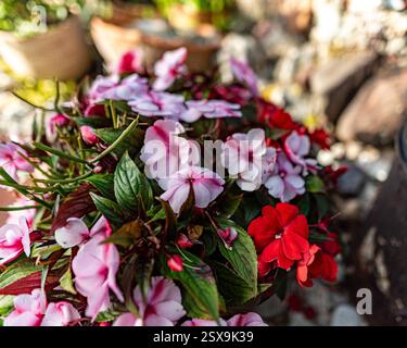foto di fiori autunnali dal giardino sul retro, autunno Foto Stock