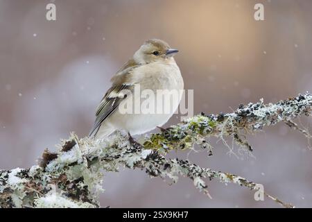 Comune femmina di chaffinch (Fringilla coelebs) arroccata su un ramo in nevicata all'inizio della primavera. Foto Stock