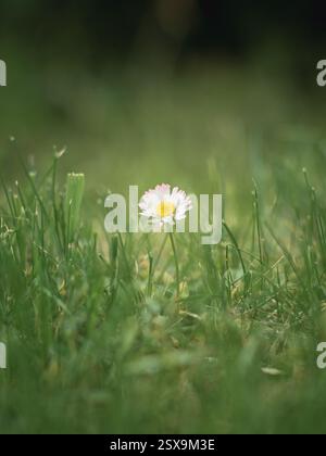 Una delicata margherita con petali bianchi e un centro giallo si erge da sola in lussureggiante erba verde, delicatamente illuminata dalla luce naturale, a creare un ambiente tranquillo e sereno Foto Stock