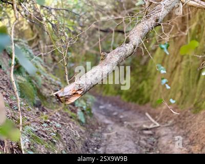 Hell Lane, Symondsbury, Dorset: Tree Branch attraverso la Lane Foto Stock
