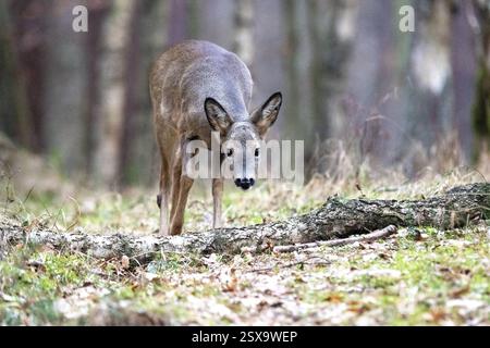 Rehe vor dem Fellwechsel Rehe vor Fellwechsel Rehe im Wald, Inverno Foto Stock