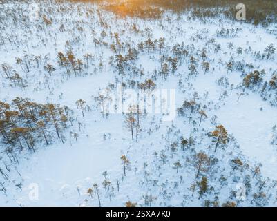 Vista aerea del drone della palude Viru ricoperta di neve in Estonia, con alberi di pino sparso e un paesaggio invernale. Foto Stock