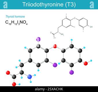 Molecola di triiodotironina. Formula strutturale chimica molecolare e modello di T3. Ormone tiroideo. Formula scheletrica e modello con sfera e bastone di Triiod Illustrazione Vettoriale
