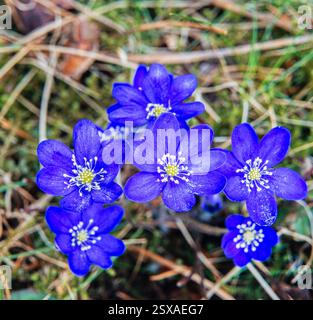 Hepatica nobilis Foto Stock
