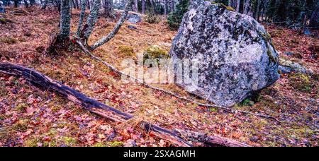 Interni di foresta Foto Stock
