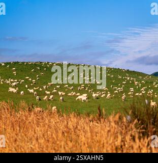 Gregge di pecore Foto Stock