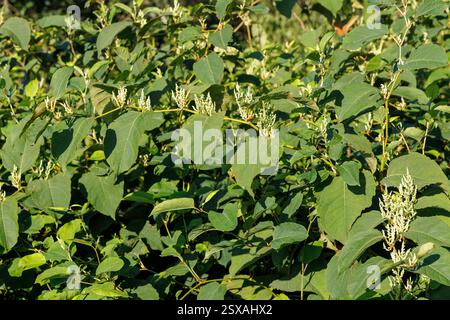Pianta invasiva giapponese knotweed, Kortemark; Fiandre occidentali; Belgio Foto Stock