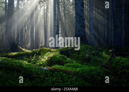 I raggi di sole brillano attraverso la nebbia nella foresta costiera di abeti rossi, nella costa di Washington, nell'Olympic National Park, nello stato di Washington, negli Stati Uniti Foto Stock
