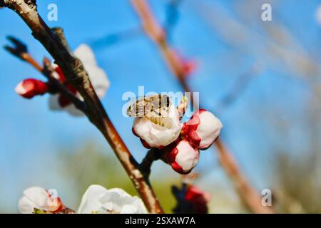 Un'ape che raccoglie nettare da una delicata fioritura di albicocche contro un cielo blu vibrante. All’inizio della primavera, evidenziando l’impollinazione e la bellezza della natura. Foto Stock