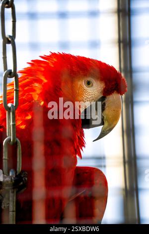 Captive Scarlet Macaw in un involucro foderato a catena: Un audace assaggio della maestà esotica confinata, della sorprendente Plumage e dell'urgente conservazione della fauna selvatica globale Foto Stock