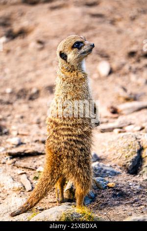 Un'allerta meerkat si erge in posizione eretta su un terreno sabbioso in un momento di curiosa vigilanza sotto il caldo sole di mezzogiorno, mettendo in risalto il caratteristico cappotto a fasce Foto Stock