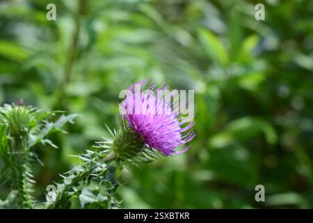 Un fiore di cardo con petali viola e gemme ancora chiuse. La pianta ha foglie spinose. Lo sfondo è sfocato, evidenziando il cardo nel for Foto Stock