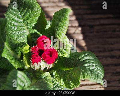 Primo piano di una primula vulgaris (primula vulgaris) che cresce in un vaso di fiori. Bonn, Germania. Concetto: Primavera, nuovi inizi, nuovo inizio, stagioni, risveglio Foto Stock