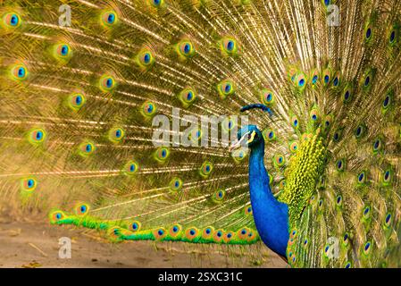 Il vivace pavone maschile mostra il suo colorato Plumage all'aperto Foto Stock