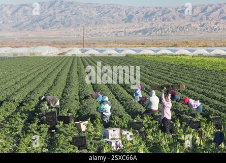 Lavoratori sul campo che raccolgono Kale verde biologico "Brassica oleracea" var. Acephala, verdure a foglia verde, serre sullo sfondo, California. Foto Stock
