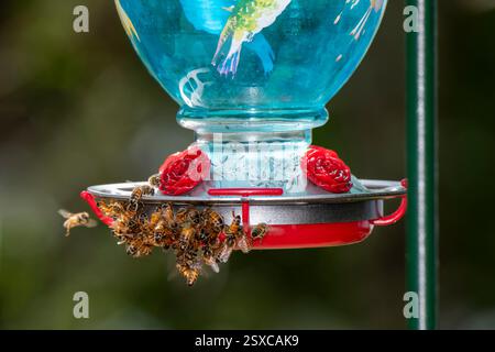 Danbury, Wisconsin. Le api mellifere scivolano su un alimento di colibrì per il nettare dolce Foto Stock