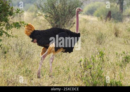 Uno struzzo Masai maschile (Struthio camelus massaicus) che pascolava nel Parco Nazionale del Tarangire, Tanzania, Africa Foto Stock