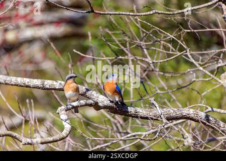 A pair of eastern bluebird (Sialia sialis). Is a small North American migratory thrush found in open woodlands, farmlands, and orchards Foto Stock