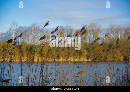 Una tranquilla scena lacustre caratterizzata da alte canne in primo piano e uno sfondo di alberi sotto un cielo parzialmente nuvoloso, evocando tranquillità. Foto Stock