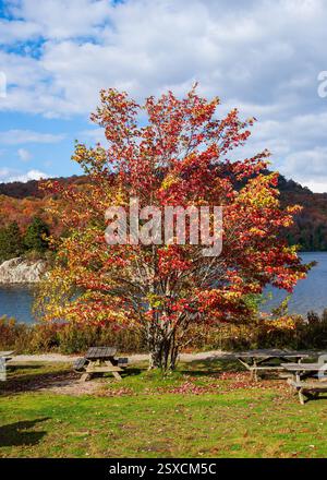 Acero rosso (Acer rubrum) di colore piccante accanto ai tavoli da picnic sulla riva del lago Stukely, Parc National du Mont-Orford (Parco nazionale di Mont-Orford), Québec Foto Stock