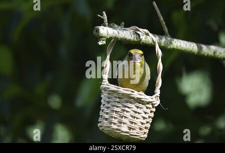 Greenfinch (Chloris chloris) mangia semi di girasole da un cestello Foto Stock