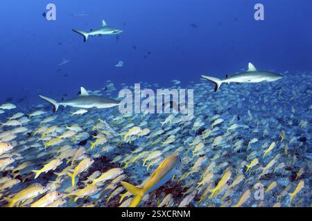 Tre squali grigi della barriera corallina (Carcharhinus amblyrhynchos) che cacciano in un branco di grandi barbe scolastiche (Mulloidichthys vanicolensis), South Pass Biosphere Re Foto Stock