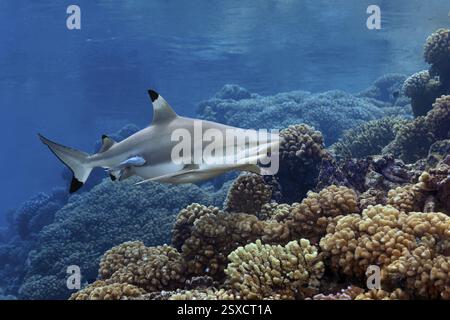 Squalo pinna nera della barriera corallina (Carcharhinus melanopterus) dal fronte, nuotando nel passaggio sud sopra la barriera corallina, la riserva della biosfera dell'atollo di Fakarava, Tuamotu Foto Stock