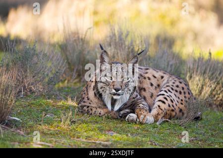 Lince iberica Lynx pardinus, seduta femminile adulta, Toledo, Spagna, febbraio Foto Stock