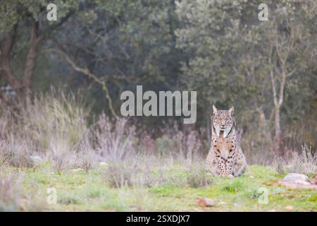 Lince iberica Lynx pardinus, seduta femminile adulta, Toledo, Spagna, febbraio Foto Stock