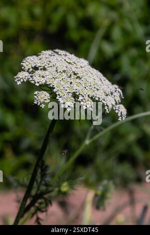 L'elegante fiore di campo bianco si erge alto in mezzo a una vivace vegetazione verde, illuminata dalla luce del sole, evidenziando l'intricata struttura e il fascino naturale di Foto Stock