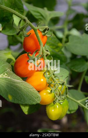 Deliziosi pomodori nelle sfumature di verde, giallo, arancione e rosso maturano su una vite circondata da foglie verdi lussureggianti in un giardino estivo. Foto Stock