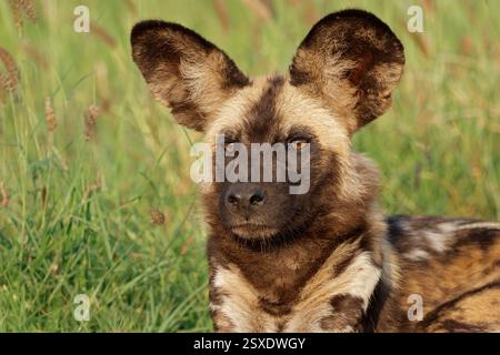 Ritratto di un cane selvatico africano o di un cane da caccia dipinto (Lycaon pictus), riserva di caccia Madikwe, Sudafrica Foto Stock