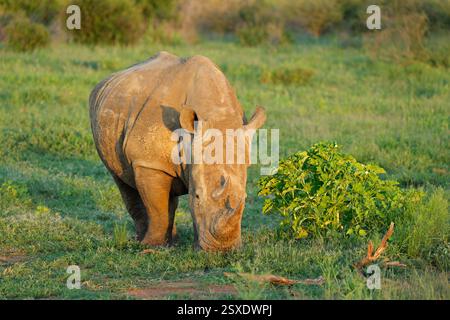 Rinoceronte bianco in via di estinzione (Ceratotherium simum) in un lussureggiante habitat naturale verde, Sudafrica Foto Stock