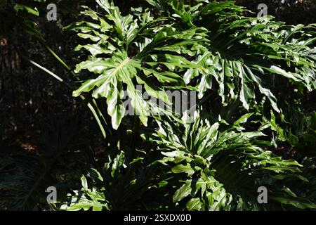 Foglie lucide di filodendron con luce solare e ombre in un tropico Foto Stock