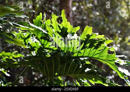 Foglie di filodendro illuminate dal sole con ricche tonalità di verde in una S tropicale Foto Stock