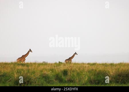 Un paio di giraffe vagano attraverso l'erba nel Masai Mara del Kenya. Foto Stock