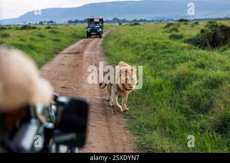 Un leone si avvicina a una jeep safari nel Masai Mara del Kenya. Foto Stock
