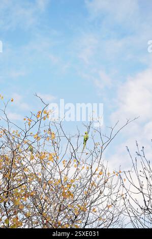 Pappagalli verdi appollaiati sui rami autunnali contro un cielo blu brillante Foto Stock